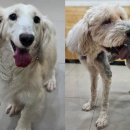 가나동물병원 이미지