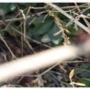 미선농장 이미지