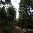 편백산림욕장 진입로 이미지