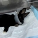 수완종합 동물병원 | 수완종합동물병원 토끼 중성화 수술 후기 • 4개월 수컷 토끼 • 토끼 수술 후 관리 방법 • 토끼 약먹이기