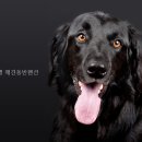 바다의별 | 바다의별 애견동반펜션 직접 다녀온 솔직 후기