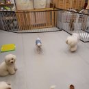 청순하개 네이버블로그