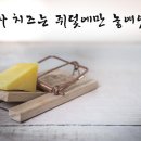 하루치즈 이미지