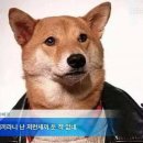 돼지되지 이미지