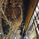 수신창들2교차로 | 일본 도쿄여행_오모테산도 힐즈&amp;시부야 스크램블 교차로