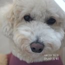 50k 반려견 유치원 이미지