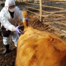 세종공주축협동물병원 이미지