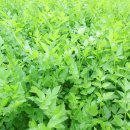 한미숙농장 이미지