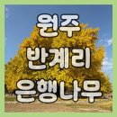 은행나무 포장마차 | 강원도 원주 반계리 은행나무, 서울에서 당일치기 가을여행 코스 후기
