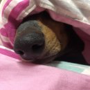 자랑하개 이미지