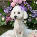 펫엘도라도 이미지