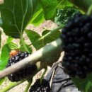 백련농장 이미지