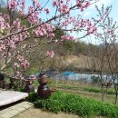 복숭아꽃살구꽃 이미지