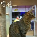 고양이다락방 이미지