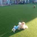 아이조아펫파크 동탄점 이미지