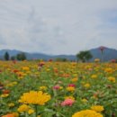 백일홍스테이 이미지