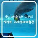 장생포로 | 울산 장생포 고래생태체험관 주차 꿀팁부터 요금, 돌고래 관람 후기