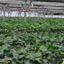 땡큐베리 이미지