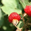 산딸기 - 김해시 번화1로68번길 19 | 산딸기