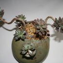 화월농장 이미지