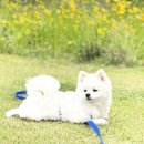 버블그루밍 이미지