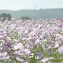 타로상담 이미지