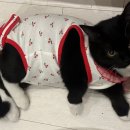 DS동물병원 이미지