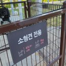 몽이애견 | 24.05.18 몽이일상 평택스타필드(애견동반후기)