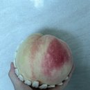 남상주농업협동조합 | [남상주농협협동조합]명절 선물용 딱복 강력추천 ‘명실상주복숭아’