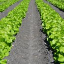 상추밭에돈 이미지