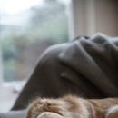 24시 나음동물의료센터 이미지