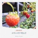 금모래어린이집 | 용인 딸기체험 농장 포레스트벨｜동물체험, 모래놀이 가능한 실내 가볼 만한 곳