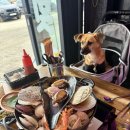 조개찜.회청정수산 | 영종도 횟집 추천｜을왕리해수욕장 애견동반 맛집 조개찜+회 세트 솔직 후기