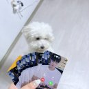 조아당구 | 1028 자오커춘 생일축하 기념(생카후기)