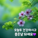 꽃모종 삼잎겹국화 벨가못💗 이미지