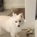 모니카애견 이미지