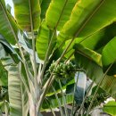 부천호수식물원 수피아 이미지