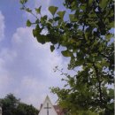 광림교회 이미지