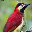 딱따구리 이미지