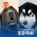 쪼꼬동물메디컬센터 이미지