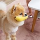 뽀뽀애견 이미지