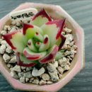 대아수퍼 이미지