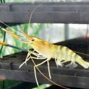 새우물식당 이미지