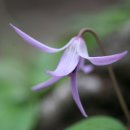 금강송 생태경영림 이미지