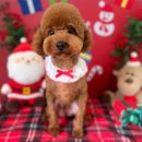 24시애견미용 이미지