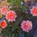 성북천교 이미지