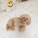 베비돔 | 베비돔 듀라론방석, 우리 강아지여름방석 솔직 후기 (강아지쿨방석 추천)