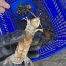 두포마을갯벌체험장 Daum카페