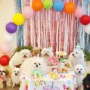 하이까미 이미지