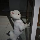 로로앤독 이미지